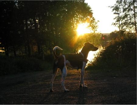 Kerta kiellonpäälle, varmaan paras Pirukuva koskaan.