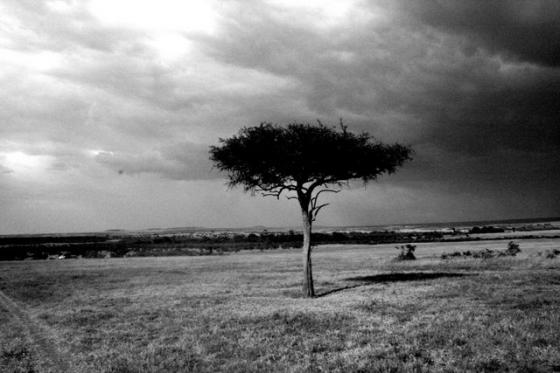 Acasia @ Masai Mara