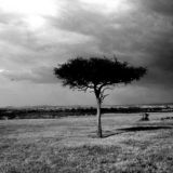 Acasia @ Masai Mara