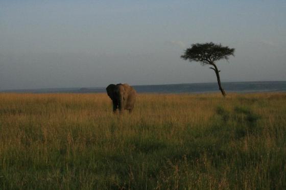 Ronsu @ Masai Mara