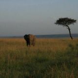 Ronsu @ Masai Mara