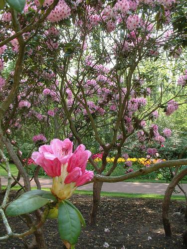 Keukenhof