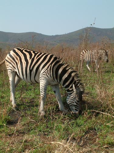 Hluhluwe-Imfolazi NP