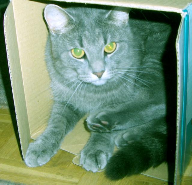 Cat in the Box :) (Pilvi-poika taas)