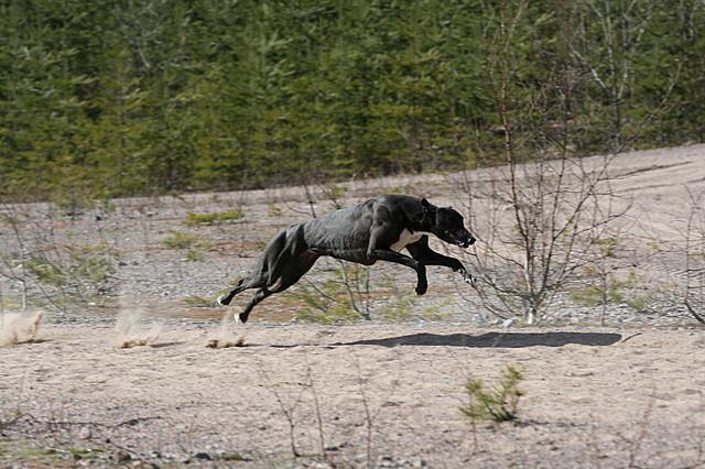 Onko upeampaa eläintä, kuin juokseva grey? -ei ole. Oikku reeneissä, pic by TRU.