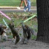 Or do they have THE force?  (noup, EVIL SQUIRRELS)