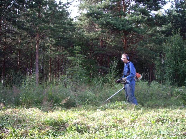 Siimapäällä horsmia nurin, maiseman  siistintää ja paluttaa toden näköisesti laidun käytöön...