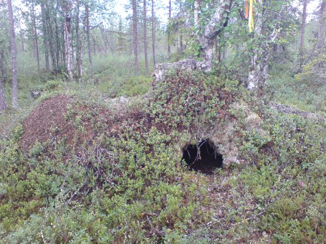 Löyty karhunpesä metsästä...ympäristössä oli lisää merkkejä metsien Kuninkaasta.