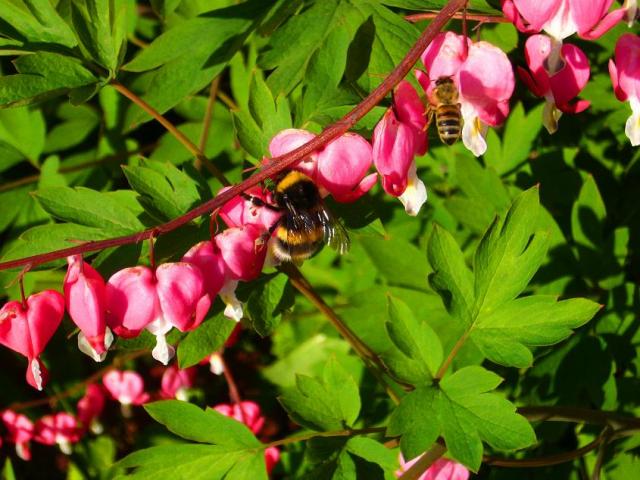 Pörriäisiä... Bzzz