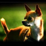 Foxy doggy.. :)