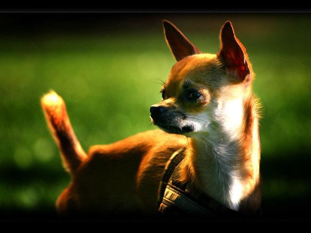 Foxy doggy.. :)