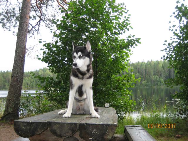 6.9.2007 Korpilahti särkijärvi laavu + ym kuvas roope husky