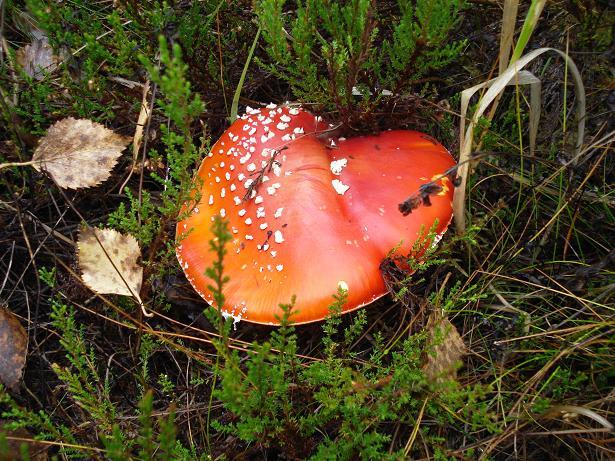 Näyttääkö tämä sinustakin sydämenmuotoiselta...?