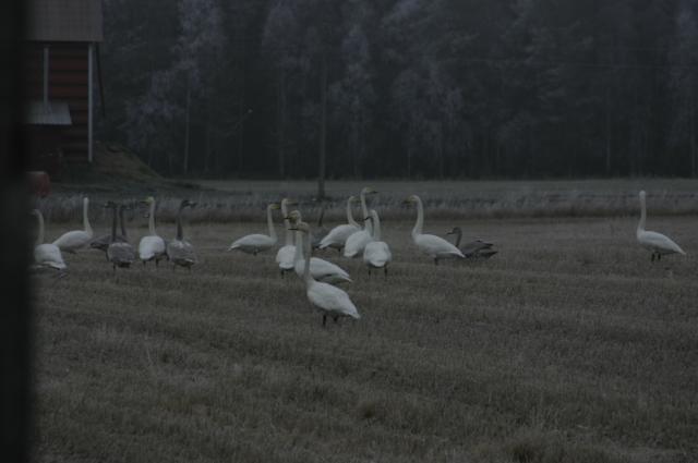 ...näitä riittää ihan liiaksi asti...