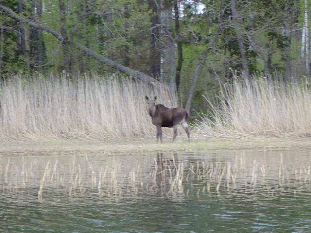 Hiiwee näky! Onneks eisentää kurkkinu huussin ikkunasta aamupissalla. Olis saanu slaakin. Envaa tiiä kumpi pahemmin, hirvi vaiko minä?