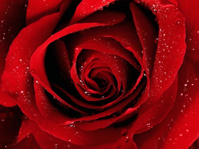 A Red Rose For You <3