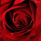 A Red Rose For You <3