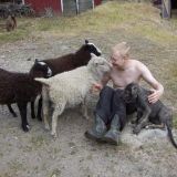 piknikillä lammaksien kanssa