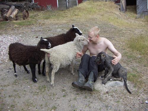 piknikillä lammaksien kanssa