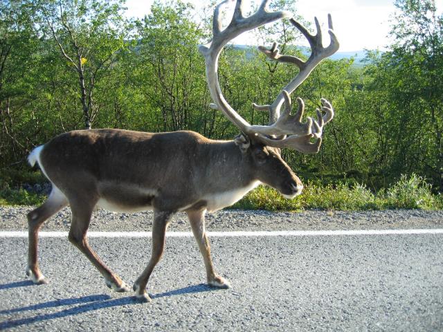 poro perkele meinas tulla kyytiin!!