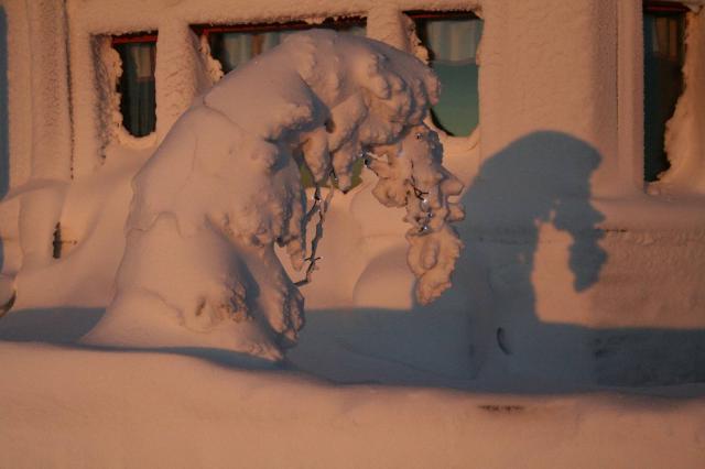 joulukuusi on vähän väsynyt...