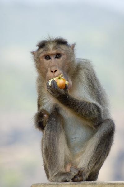 Yksikätinen apina, Karnataka