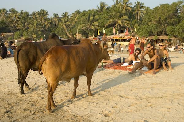 Uteliaat lehmät, Goa