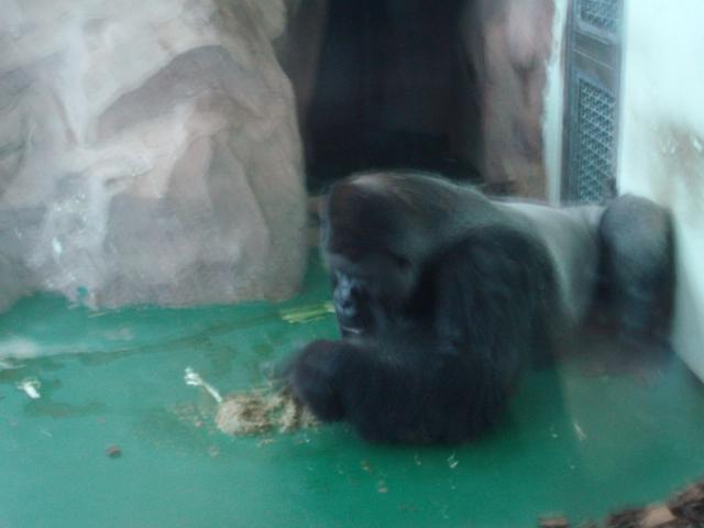 Gorilla oksennuspuurolla