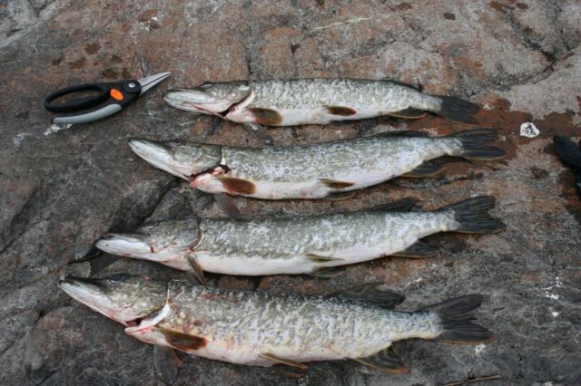 Alkukesän 2008 3 kalareissu tuotti vasta saalista. Hemmetin hauskaa reissu kokonaisuudessaan ja oma ennätys rikki haukien määrässä. Ihan jees saalis rantakalastajalle yhden kaislikon kupeesta.