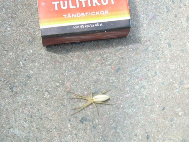 yök, mikä hämppis..