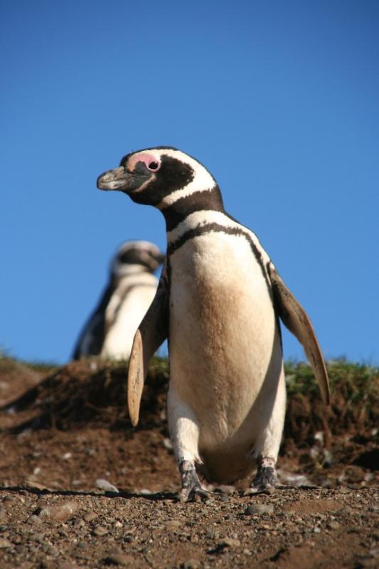 Pingviinit oli aivan mielettömän mageita!