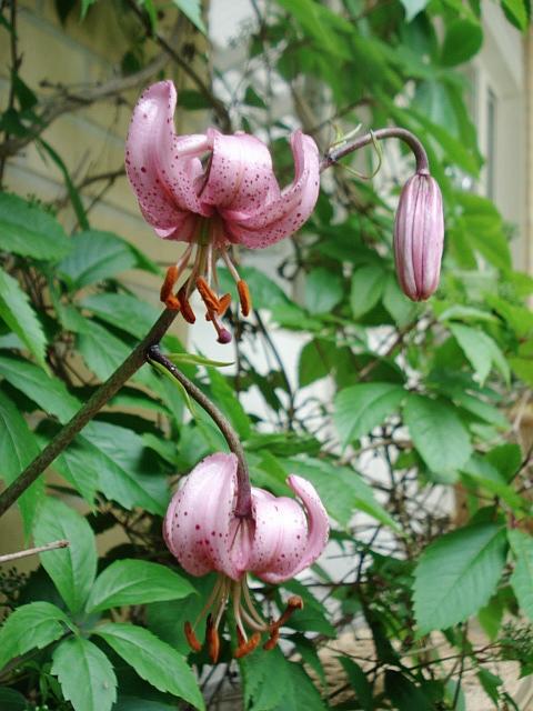 Autiotalon pihasta pari vuotta sitten pelastettu varjolilja (Lilium martagon).