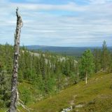 Kelo ja kuru. Tuomikuru, Ylläs 8.7.08