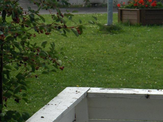 hyvä kun pistetään puskia pihoille ,voi paska