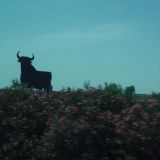 Bull in Spain