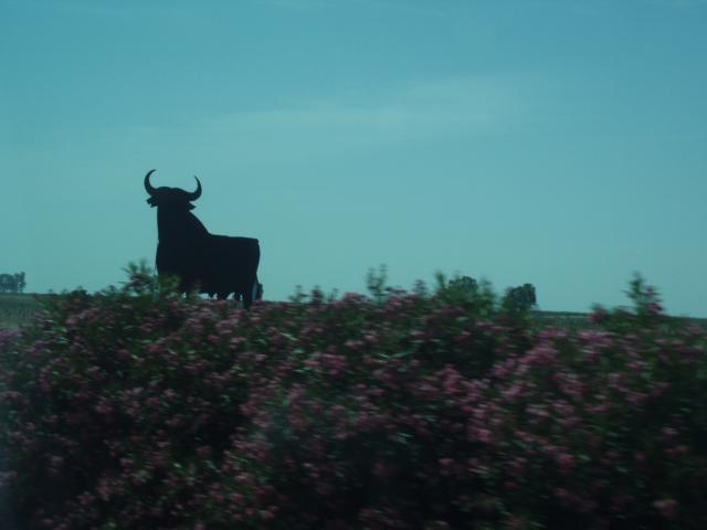 Bull in Spain