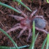 *** Grammostola rosea ****