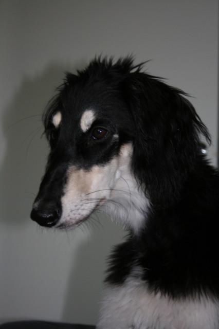 Vito saluki