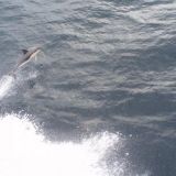 Delfiinejä Biskaijalla