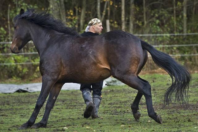 ...ei mikään pankinjohtaja.Raine Lehtorannan kuva agility harjoittelusta