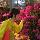 Neito kansallispuvussa kumartuu ihailemaan Kimilsungia-lajikkeen kukkaa samaisen Kim Il Sungin syntymäpäivän kunniaksi järjestetyssä kukkanäyttelyssä.