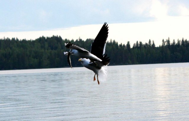 Taistelevat lokit (yhdestä vaivaisesta särjestä)