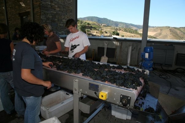 Sorting grapes @Douro, Portugal 2008