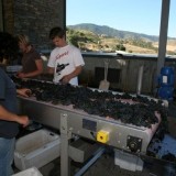 Sorting grapes @Douro, Portugal 2008