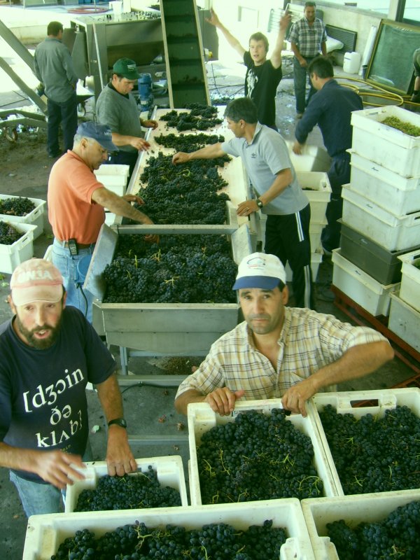 Sorting grapes @Douro, Portugal 2008