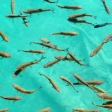 Kaloja Plitvicellä. Kuva: wikimedia.