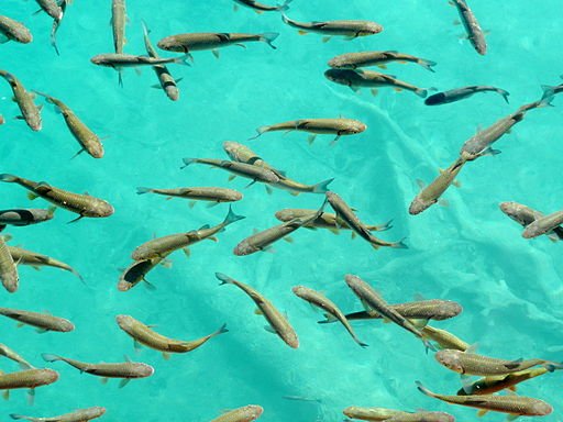 Kaloja Plitvicellä. Kuva: wikimedia.