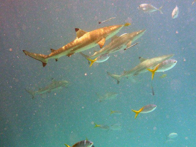 Curious Black-tip Reef Sharks in Palau