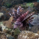 Lionfish, look but don't touch