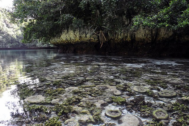 Disney Lake, Koror, Palau